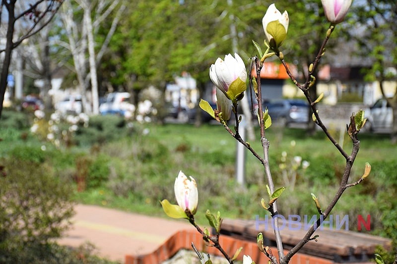 В Николаеве зацвела магнолия (фоторепортаж)