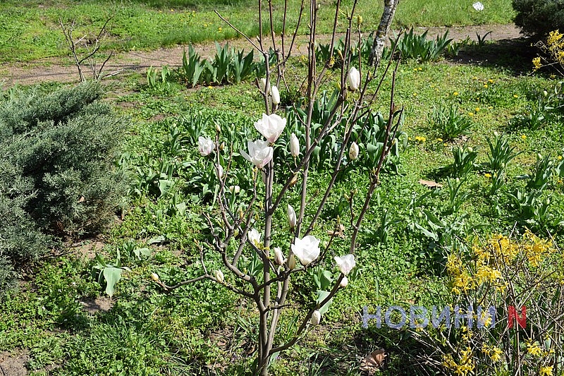 В Николаеве зацвела магнолия (фоторепортаж)