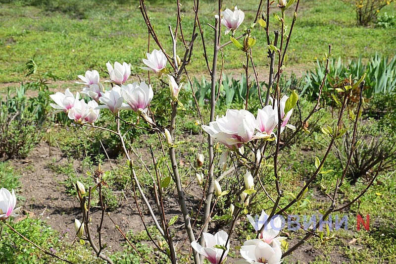 В Николаеве зацвела магнолия (фоторепортаж)