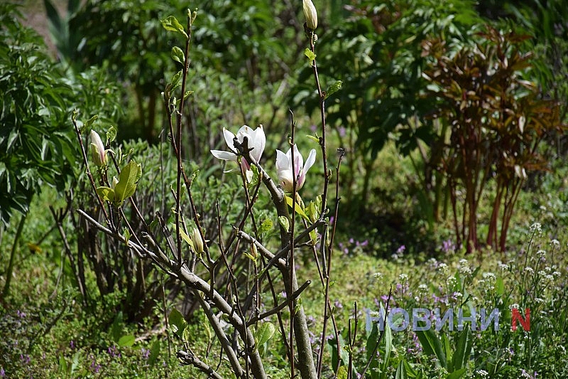 В Николаеве зацвела магнолия (фоторепортаж)