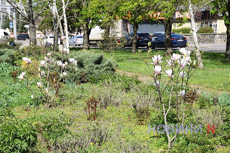 В Николаеве зацвела магнолия (фоторепортаж)