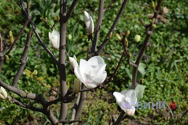 В Николаеве зацвела магнолия (фоторепортаж)