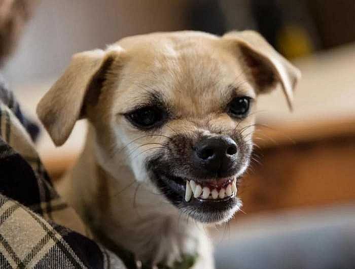 Не характер, а хвороба: що може стояти за агресією собак