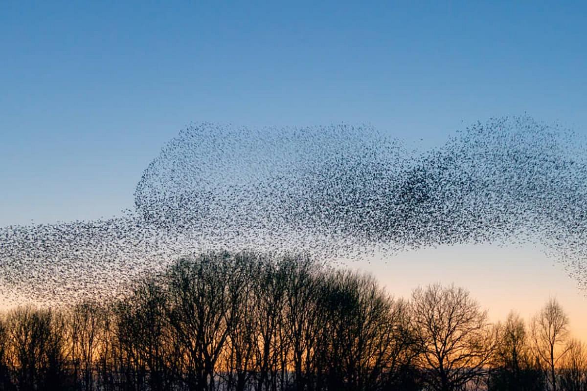 Под кладбищем Нью-Йорка обнаружили более 5 миллионов живых существ