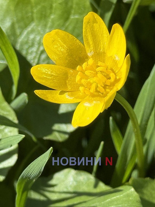 Какая погода будет в Николаевской области в воскресенье и понедельник 