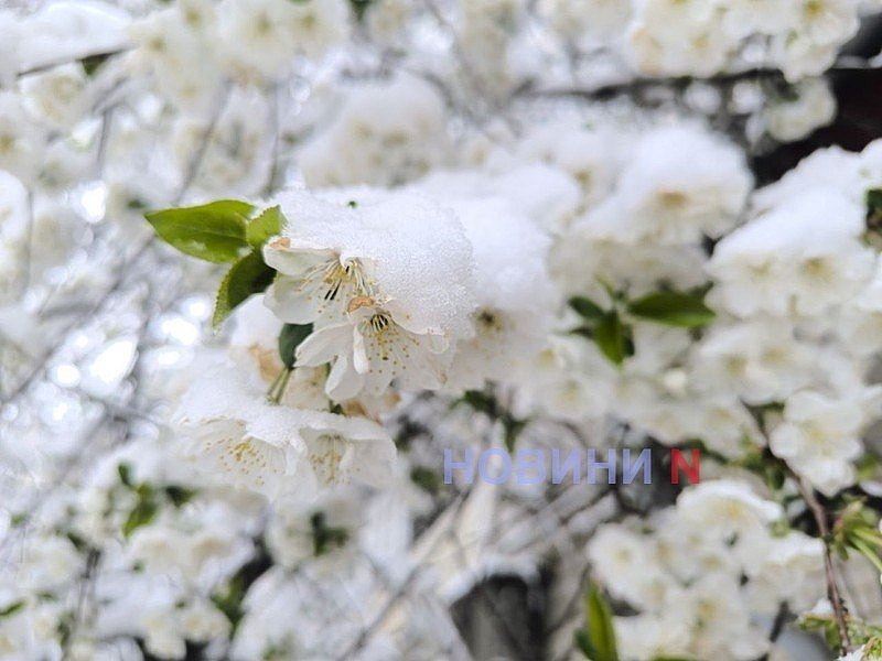 Заморозки в Николаеве и области: синоптики предупредили об опасных погодных условиях