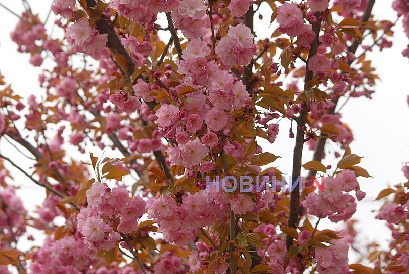 В Николаеве зацвела сакура (фото)