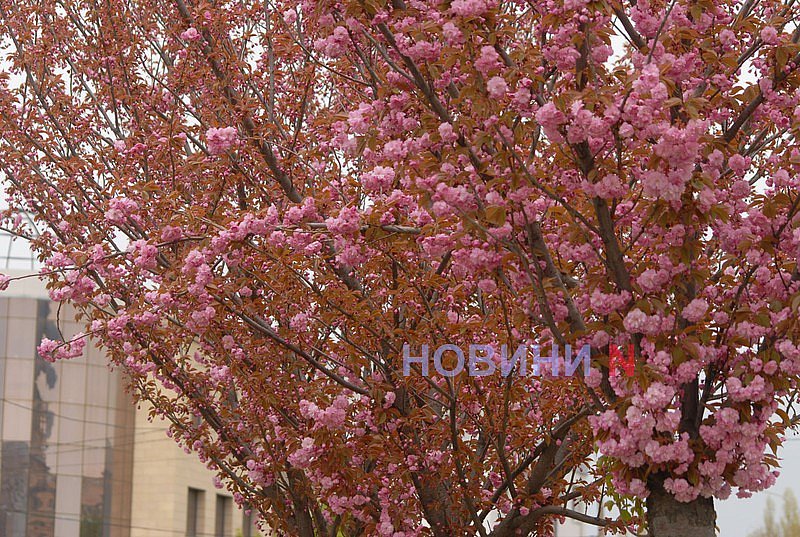 В Николаеве зацвела сакура (фото)