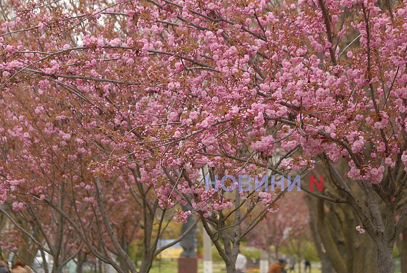 В Николаеве зацвела сакура (фото)