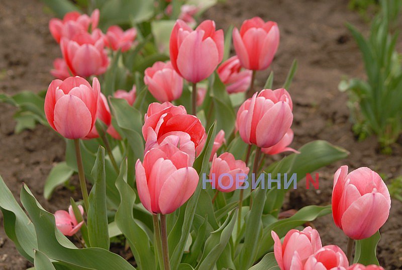 В Николаеве зацвела сакура (фото)