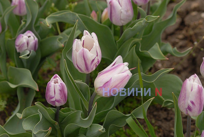 В Николаеве зацвела сакура (фото)