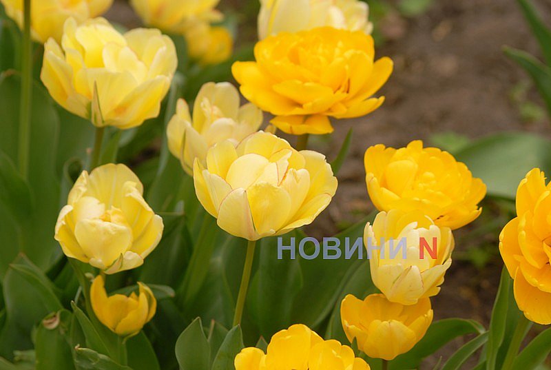 В Николаеве зацвела сакура (фото)