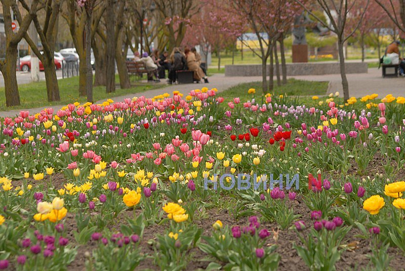 В Николаеве зацвела сакура (фото)