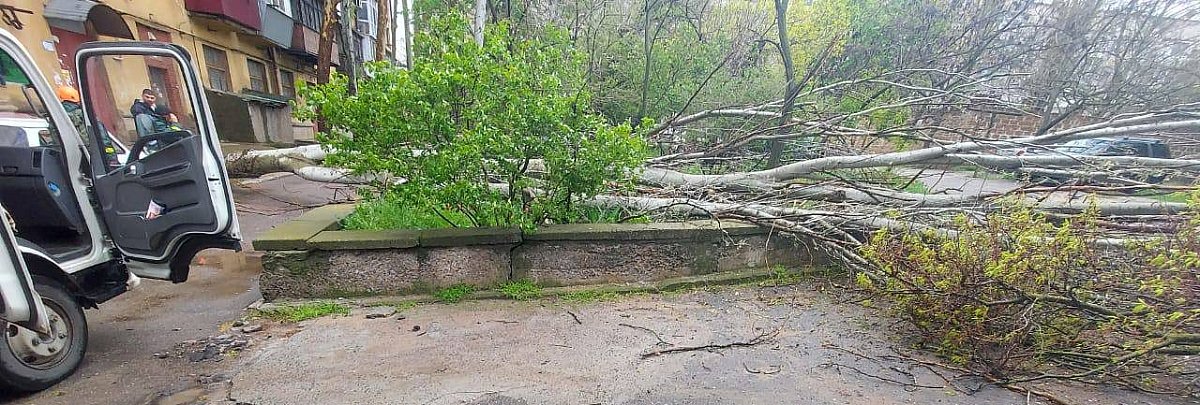 Дерева почали падати у Миколаєві через погіршення погодних умов