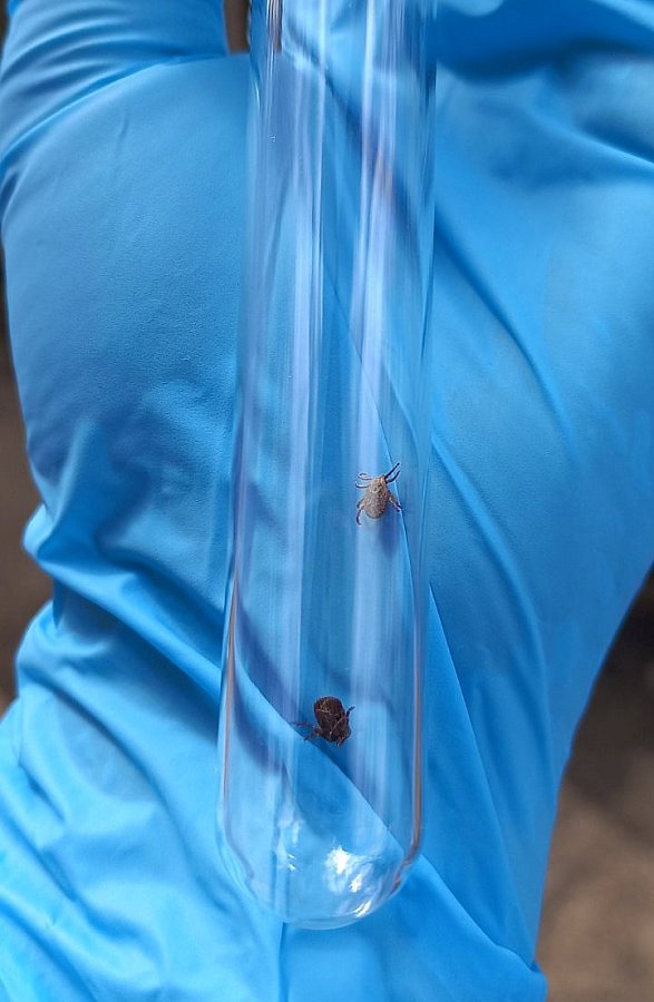 В Николаевской области специалисты собирают клещей для исследования