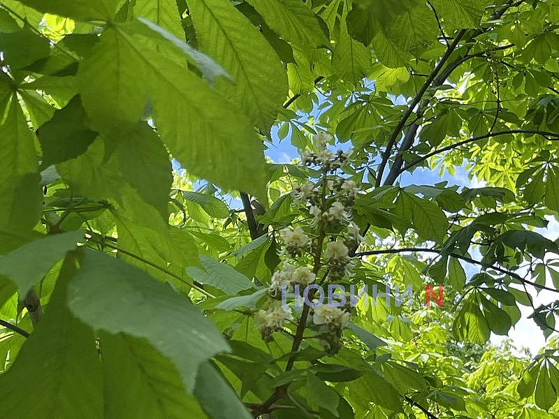 У Миколаєві розцвіли каштани (фото)