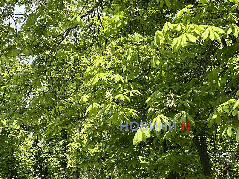 У Миколаєві розцвіли каштани (фото)