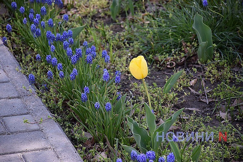 В Николаеве бездомный воровал цветы в сквере, а потом продавал: в полиции сообщили подробности