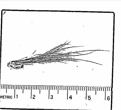 ФБР рассекретило материалы о поисках снежного человека