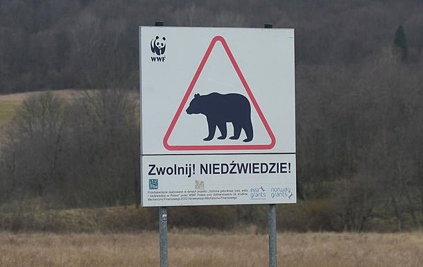 На границе с Украиной медведь загрыз женщину