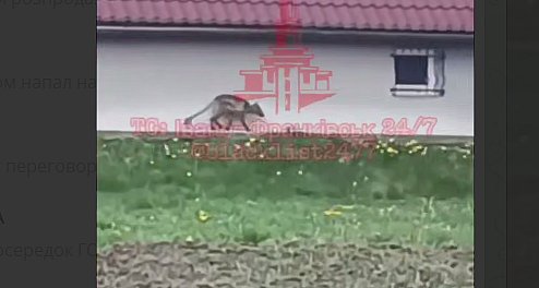 Вчені пояснили «чупакабру» в Івано-Франківській області