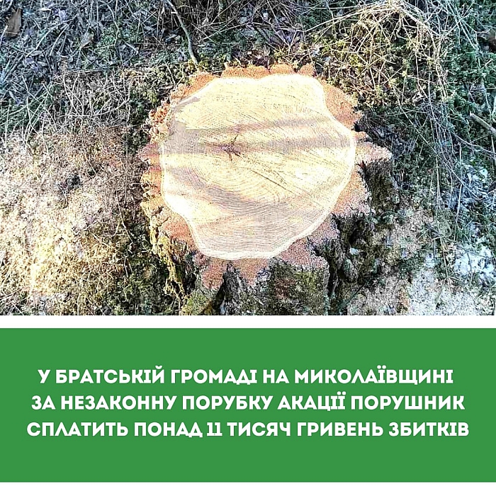 Незаконная порубка акации в Николаевской области: нарушителю выставили счет