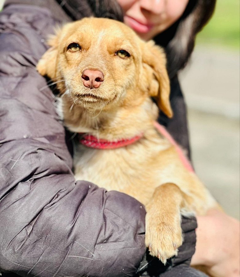 Николаевцев приглашают на выставку животных