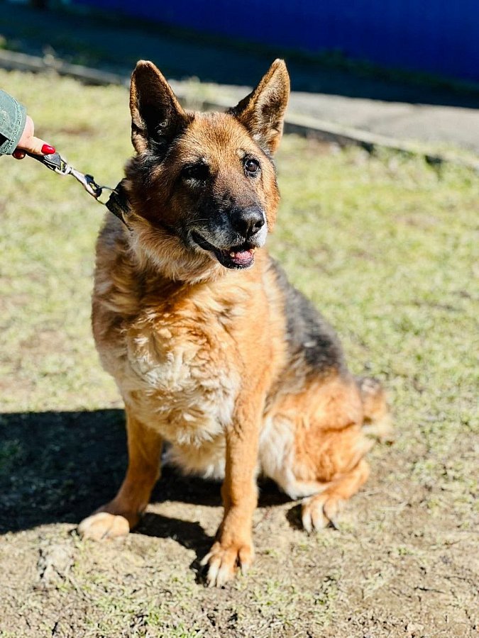 Николаевцев приглашают на выставку животных