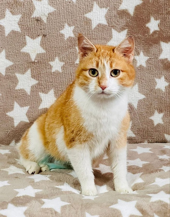 Николаевцев приглашают на выставку животных