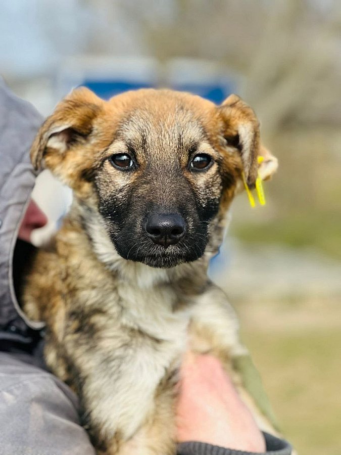 Николаевцев приглашают на выставку животных