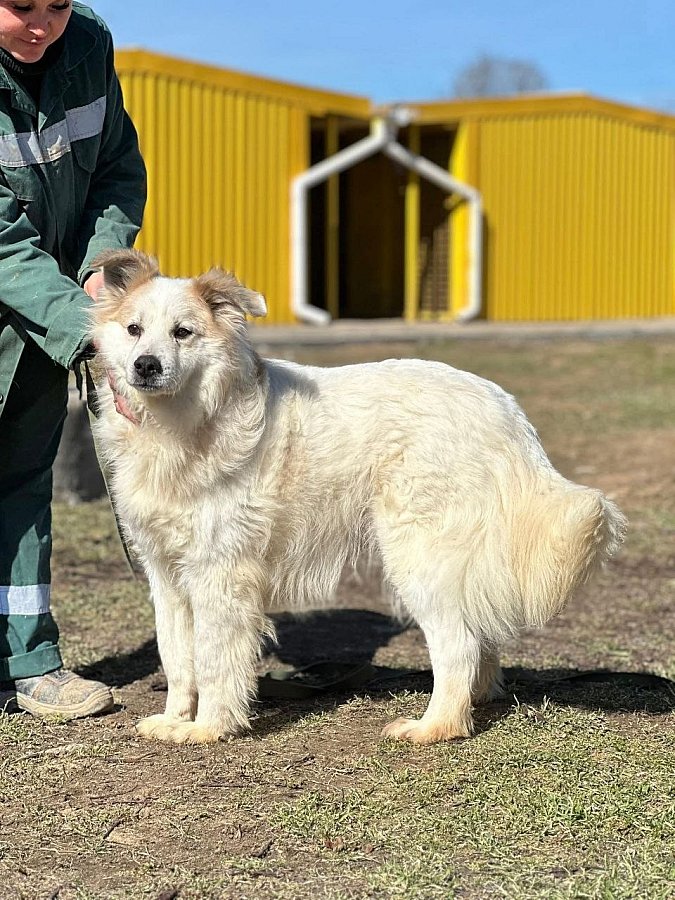 Николаевцев приглашают на выставку животных