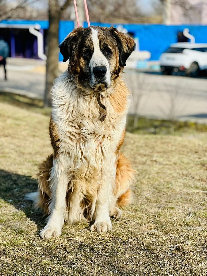 Николаевцев приглашают на выставку животных
