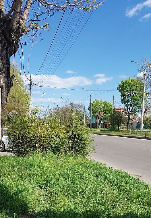 Кусты мешают обзору: жители Николаева жалуются на опасный пешеходный переход