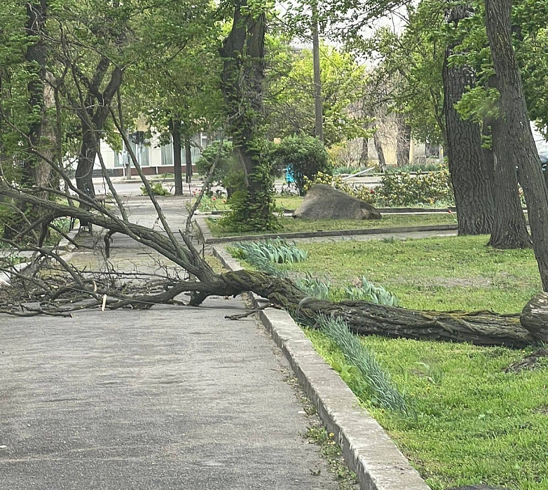 У Вознесенську шквальний вітер валить дерева на дороги та житлові будинки