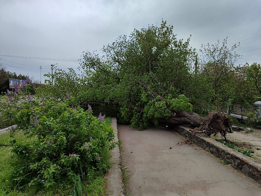 У Вознесенську шквальний вітер валить дерева на дороги та житлові будинки