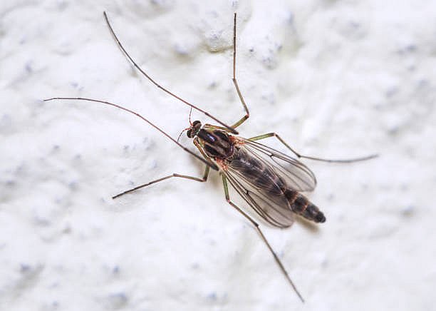 На Одещині зафіксували мільярди комарів: вчені пояснили, чи небезпечні вони для людей (відео)