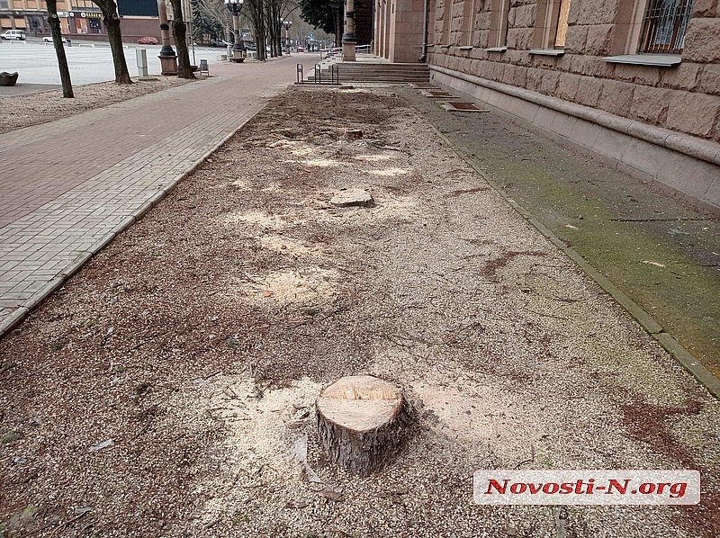 У Миколаєві закрили справу про незаконне знищення блакитних ялинок біля міськради