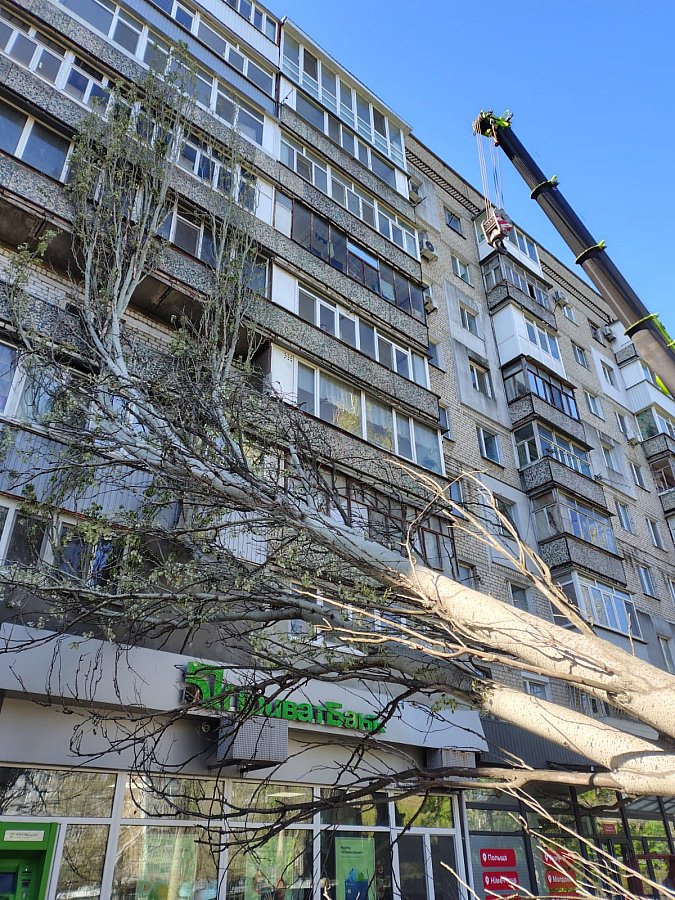 В Николаеве более 100 обращений из-за поваленных деревьев после непогоды