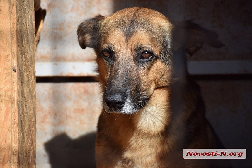 У Вознесенську повідомляють про масове отруєння бродячих собак