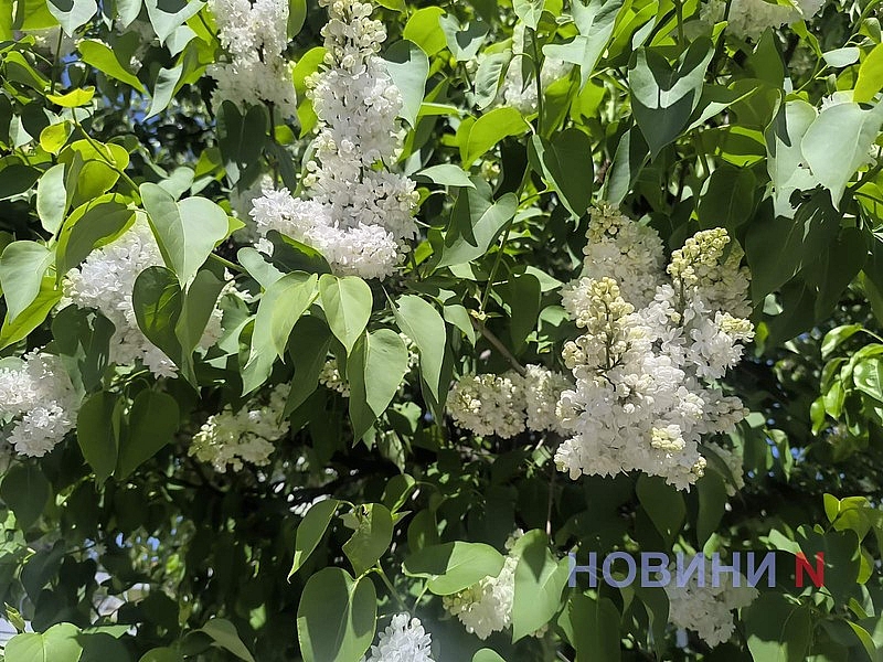 В Николаеве зацвела сирень (фото)