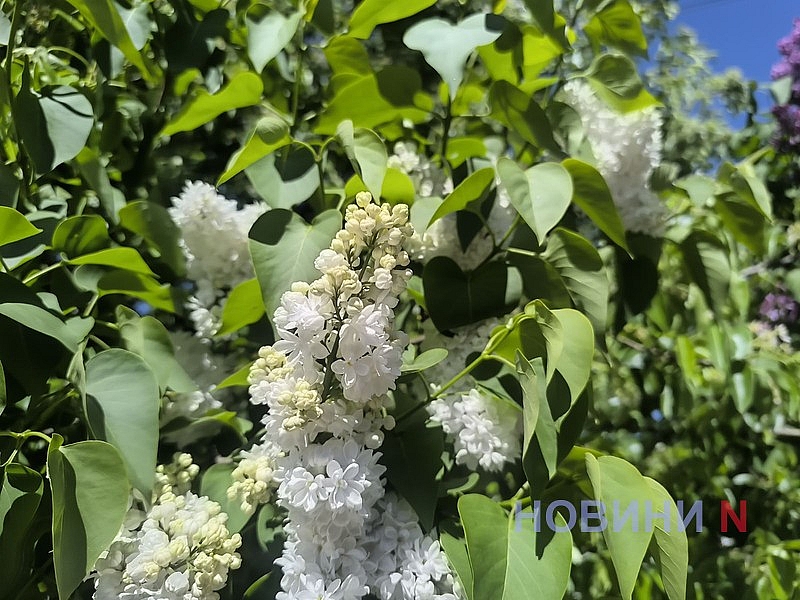 В Николаеве зацвела сирень (фото)