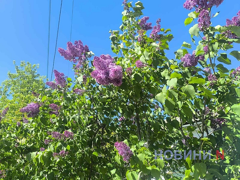 В Николаеве зацвела сирень (фото)