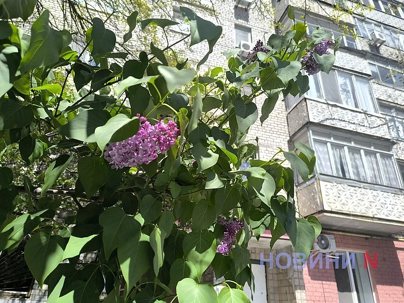 В Николаеве зацвела сирень (фото)