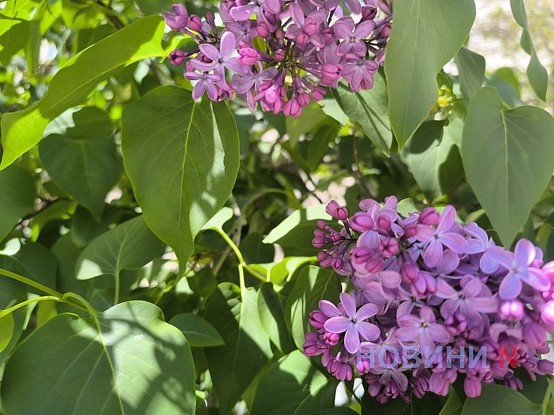 В Николаеве зацвела сирень (фото)