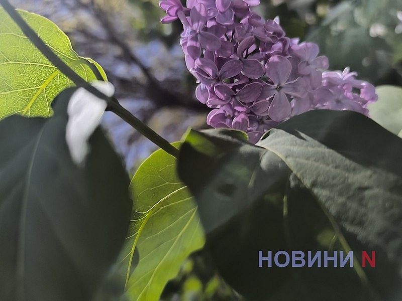 В Николаеве зацвела сирень (фото)