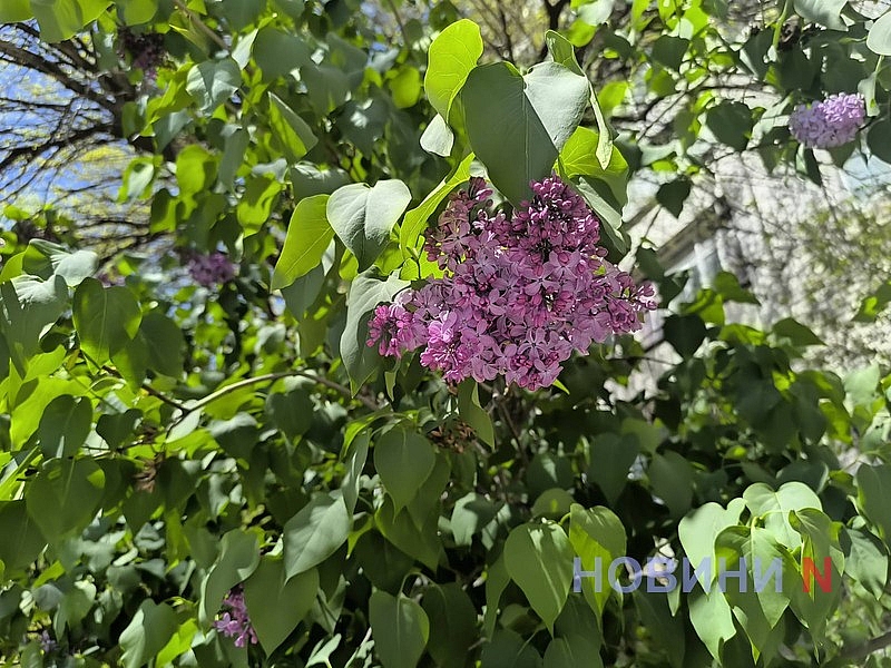 В Николаеве зацвела сирень (фото)