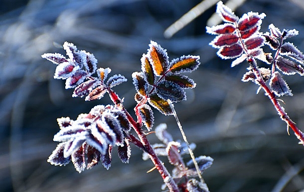 На Миколаївщині очікуються сильні заморозки