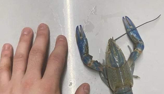 В Николаевской области открыли мини-ферму по выращиванию синих австралийских раков