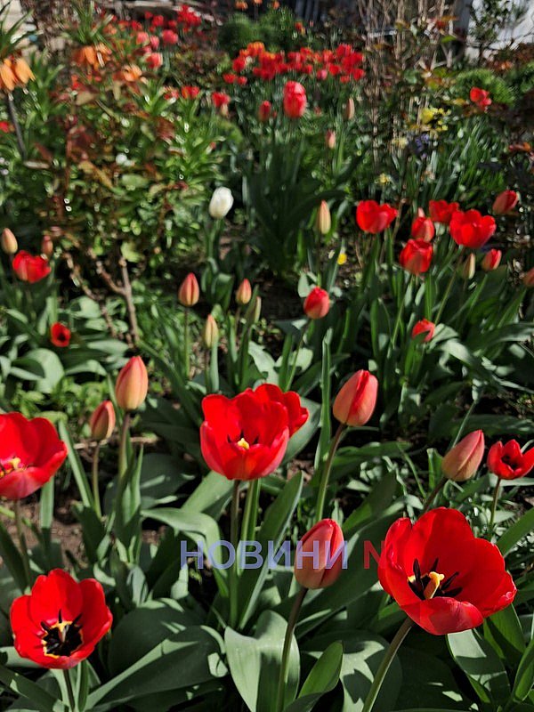 Синоптики розповіли, якою буде погода 30 квітня у Миколаєві та області