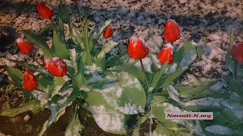 Во Львове температурный рекорд: -2,4°С и идет снег